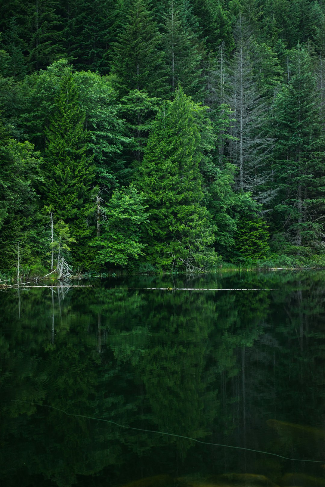 A lush, green forested surrounds a serene lake. Online Therapy Across Ontario